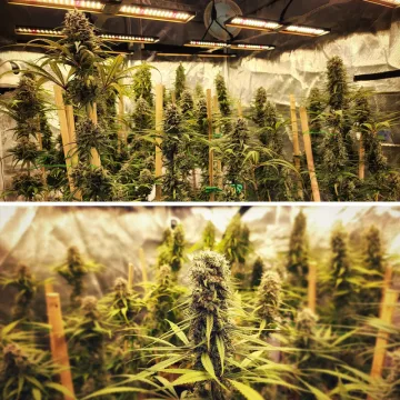 Strawberry Cough – Dutch Passion – feminized