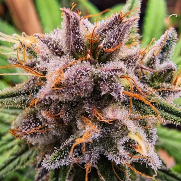 Strawberry Cough – Dutch Passion – feminized