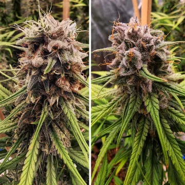 Strawberry Cough – Dutch Passion – feminized