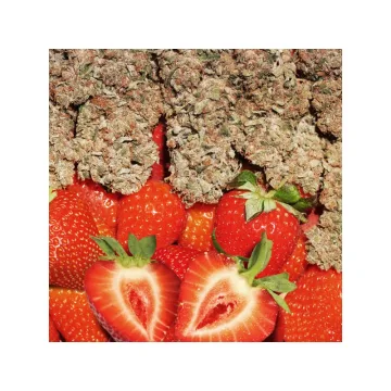 Strawberry Cough – Dutch Passion – feminized