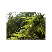 Trance – Dutch Passion – Feminized