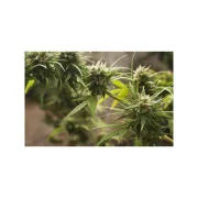 Trance – Dutch Passion – Feminized