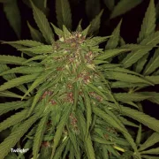 Twilight – Dutch Passion – Feminized