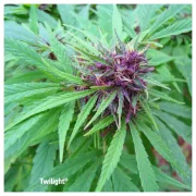 Twilight – Dutch Passion – Feminized