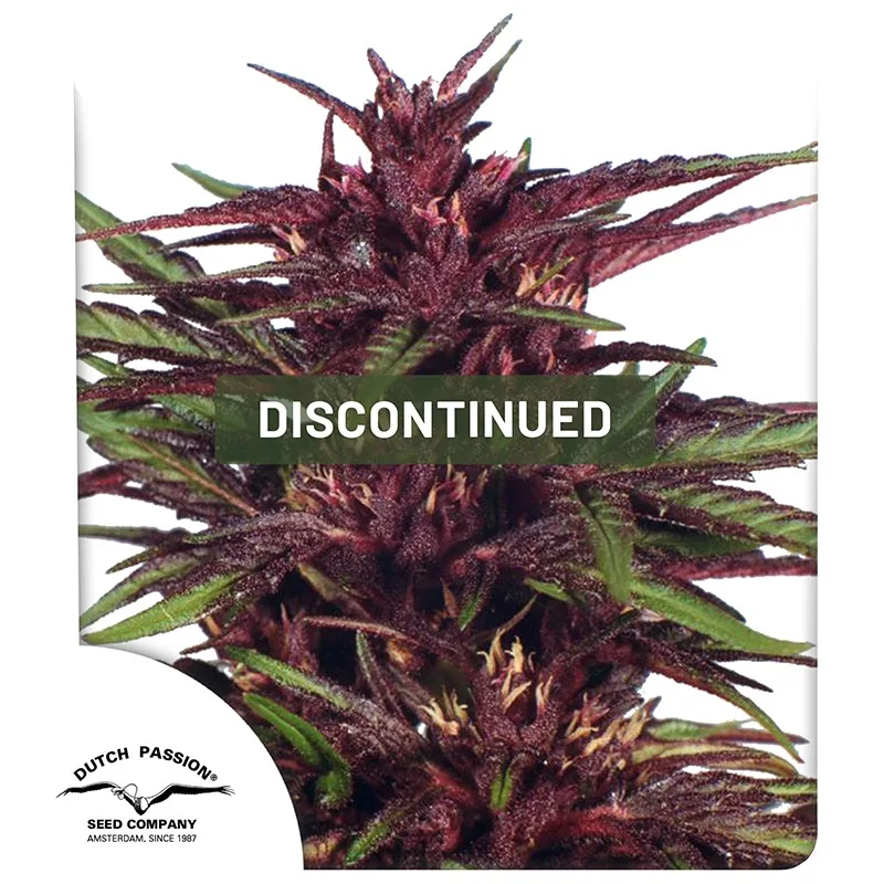 Twilight – Dutch Passion – Feminized
