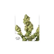 Ultra Skunk – Dutch Passion – Feminized