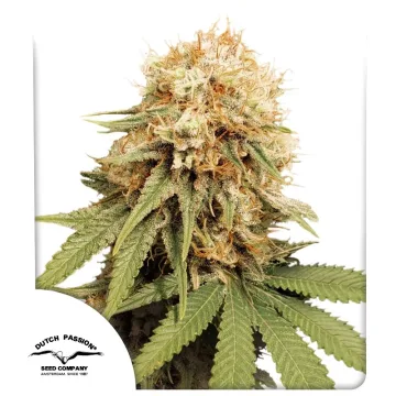 White Widow – Dutch Passion – feminized