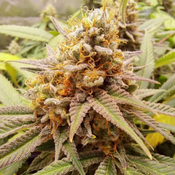 White Widow – Dutch Passion – feminized