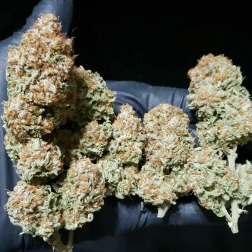 White Widow – Dutch Passion – feminized
