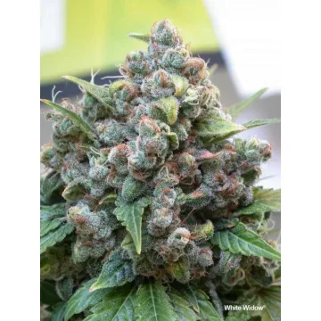 White Widow – Dutch Passion – feminized