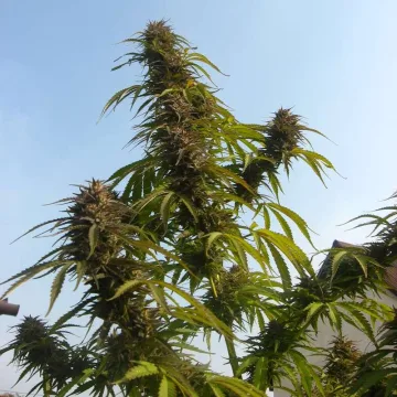 White Widow – Dutch Passion – feminized
