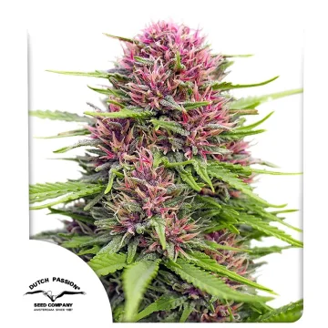 Frisian Dew – Dutch Passion – feminized