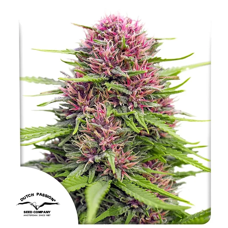 Frisian Dew – Dutch Passion – feminized