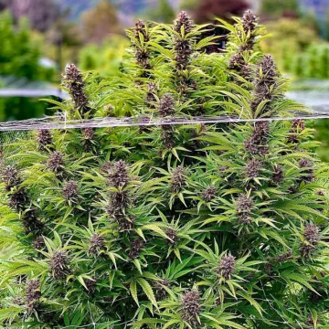 Frisian Dew – Dutch Passion – feminized