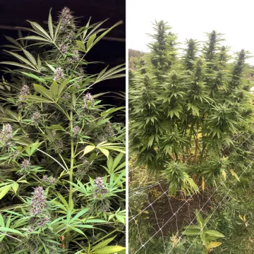 Frisian Dew – Dutch Passion – feminized