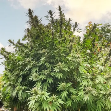 Frisian Dew – Dutch Passion – feminized