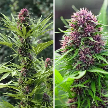 Frisian Dew – Dutch Passion – feminized