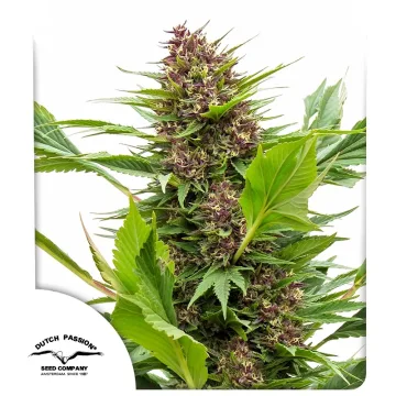 Frisian Duck – Dutch Passion – feminized