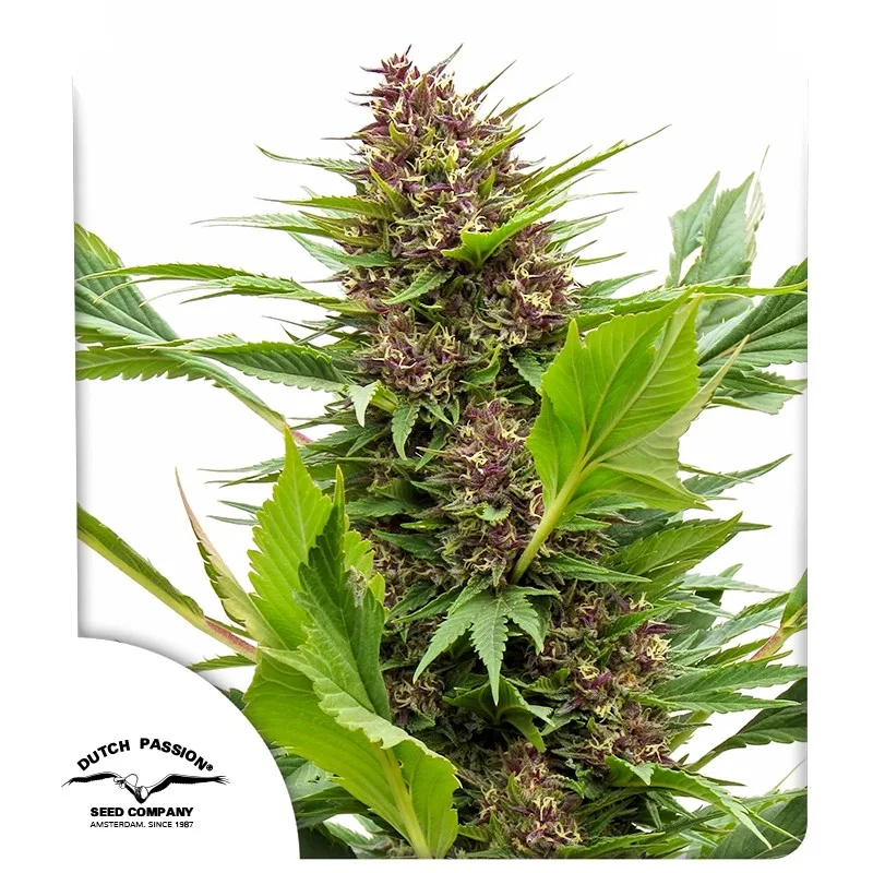 Frisian Duck – Dutch Passion – feminized