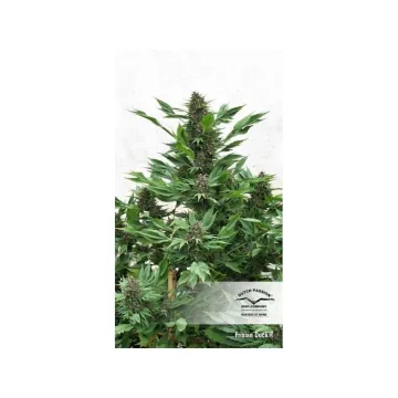 Frisian Duck – Dutch Passion – feminized