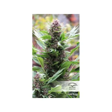 Frisian Duck – Dutch Passion – feminized