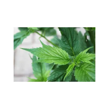 Frisian Duck – Dutch Passion – feminized