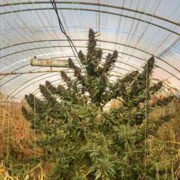 Frisian Duck – Dutch Passion – feminized