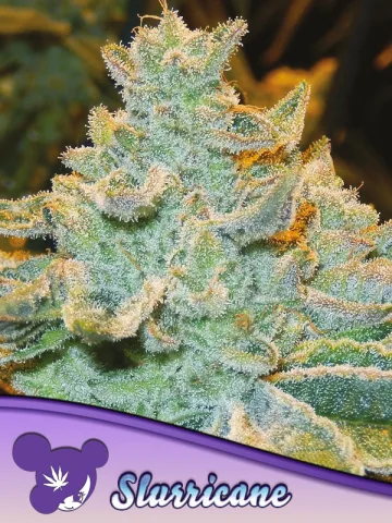 Slurricane – Anesia Seeds – feminized