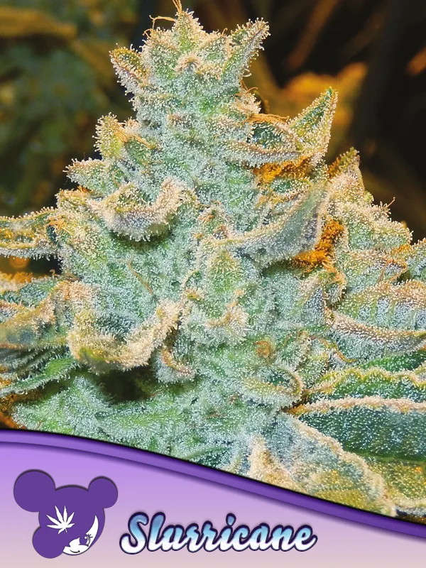 Slurricane – Anesia Seeds – feminized