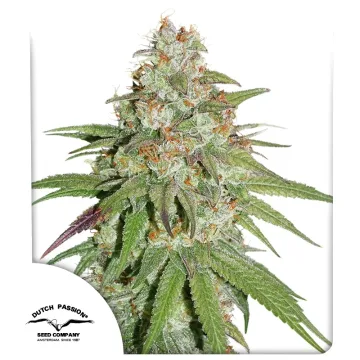 Glueberry OG – Dutch Passion – feminized