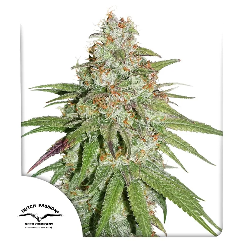 Glueberry OG – Dutch Passion – feminized