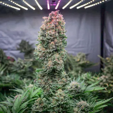 Glueberry OG – Dutch Passion – feminized