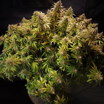 Glueberry OG – Dutch Passion – feminized