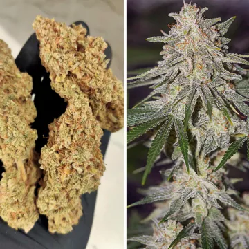 Glueberry OG – Dutch Passion – feminized