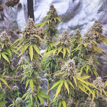 Glueberry OG – Dutch Passion – feminized
