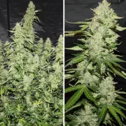 Glueberry OG Auto – Dutch Passion – Autoflowering