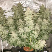 Glueberry OG Auto – Dutch Passion – Autoflowering