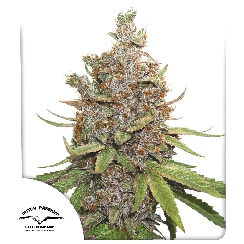 Glueberry OG Auto – Dutch Passion – Autoflowering