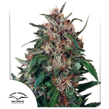 Hollands Hope – Dutch Passion – feminized
