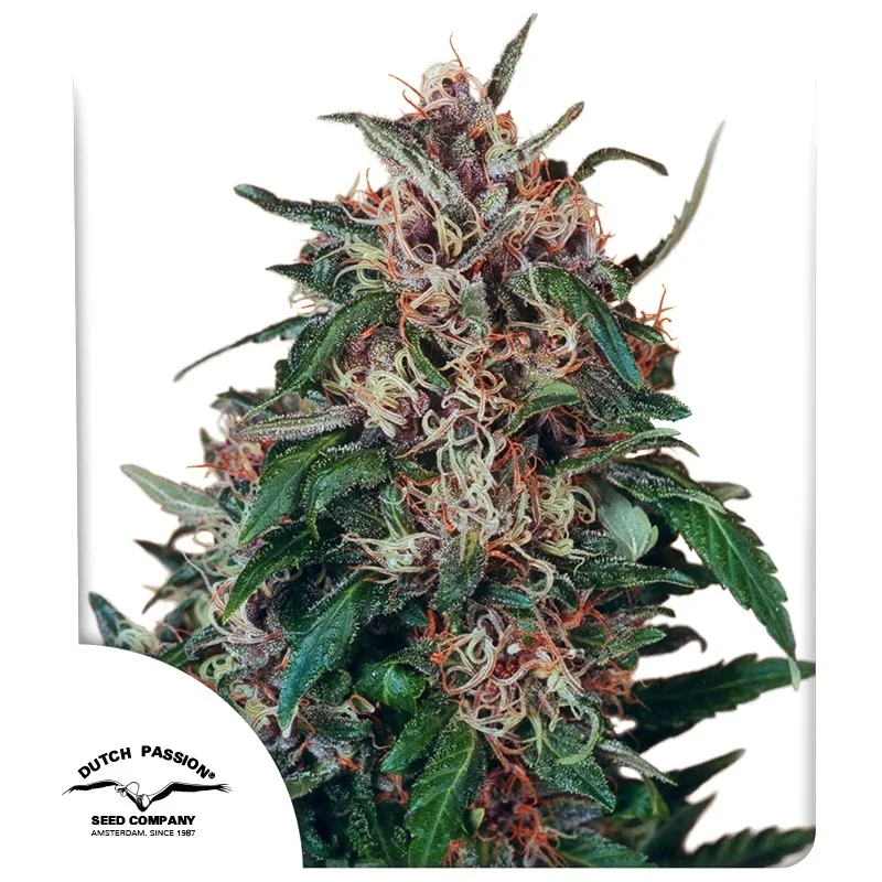 Hollands Hope – Dutch Passion – feminized