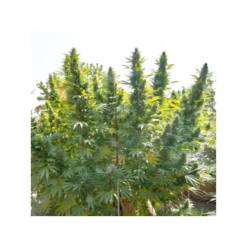 Hollands Hope – Dutch Passion – feminized