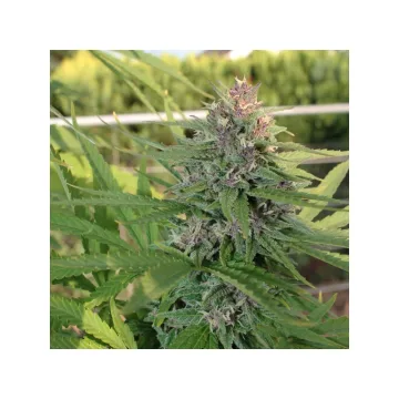 Hollands Hope – Dutch Passion – feminized