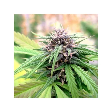 Hollands Hope – Dutch Passion – feminized