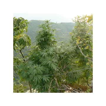 Hollands Hope – Dutch Passion – feminized