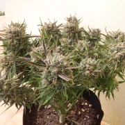 Think Different – Dutch Passion – Autoflowering
