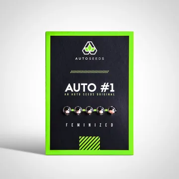 Auto #1 – Auto Seeds – autoflowering