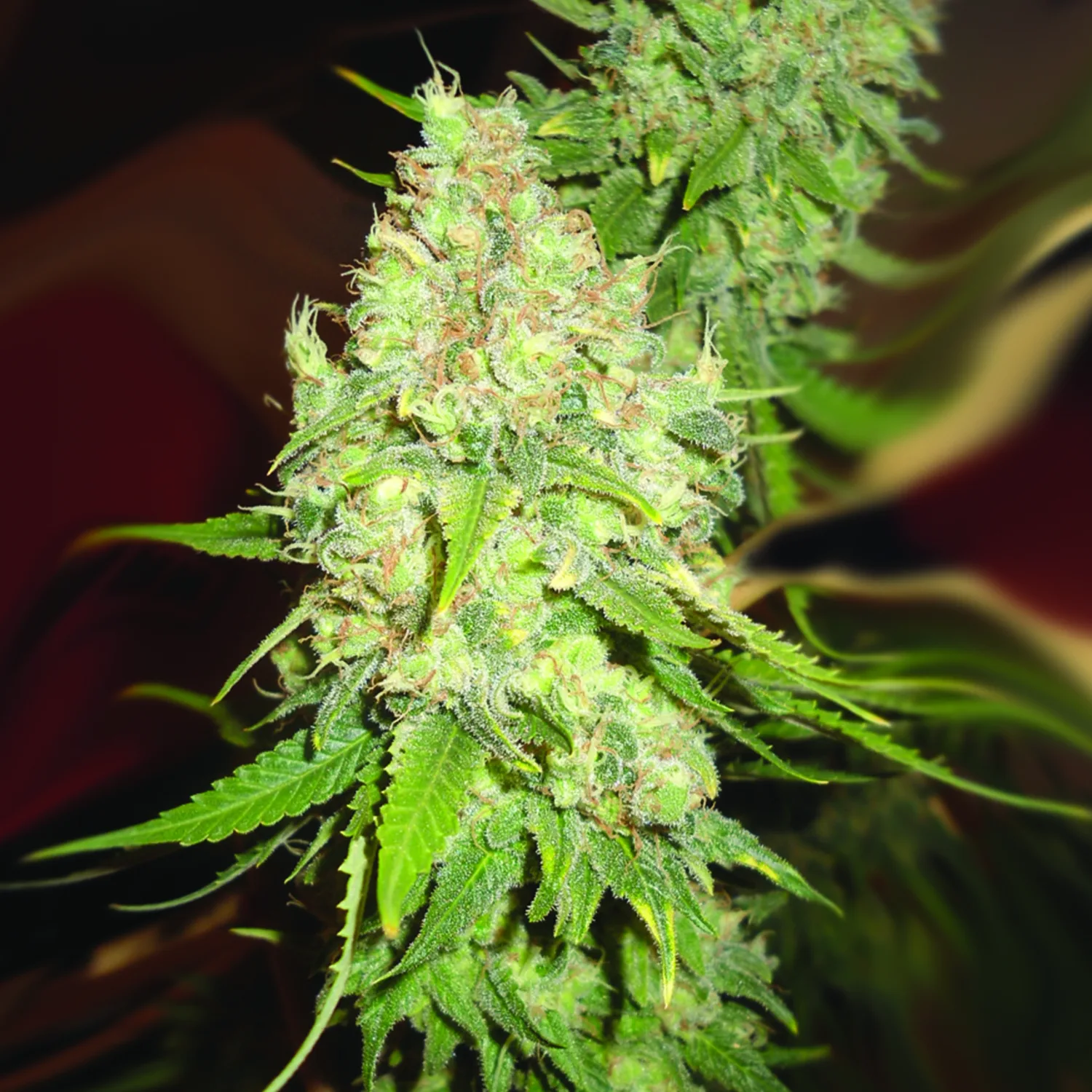 Blackberry OG – Emerald Triangle – Feminized