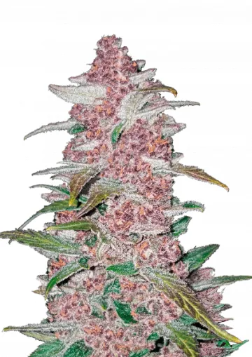 Blackberry Auto – FastBuds – autoflowering