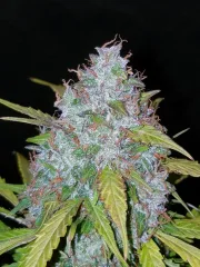 Californian Snow Auto
