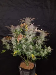 Cream Cookies Auto – FastBuds – Autoflowering